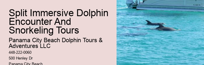 Exclusive Dolphin Watching and Snorkeling Adventures