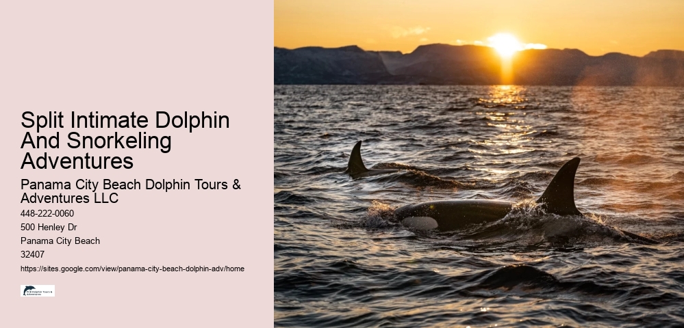 Small Group 2 Hour Dolphin Cruise With Snorkeling To