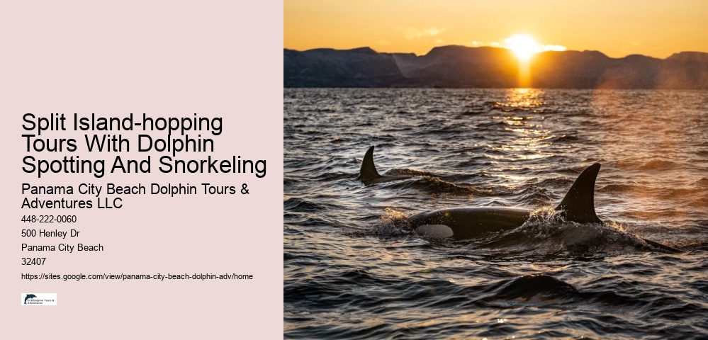 Dolphin Tours Panama City Beach Fl