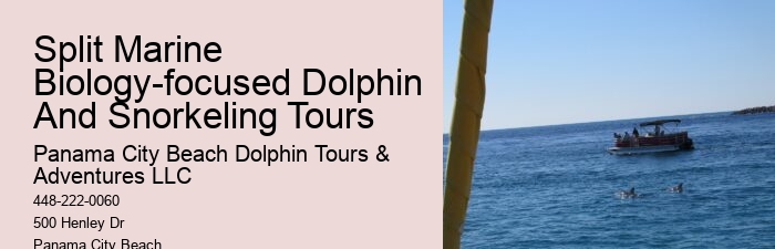 Split Vip Snorkeling And Dolphin Watching Tours