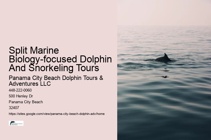 Split Full-day Dolphin Watching And Snorkeling Tours