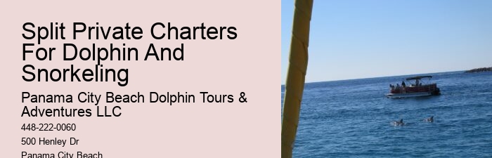 Luxury Dolphin Safari and Snorkeling Tours