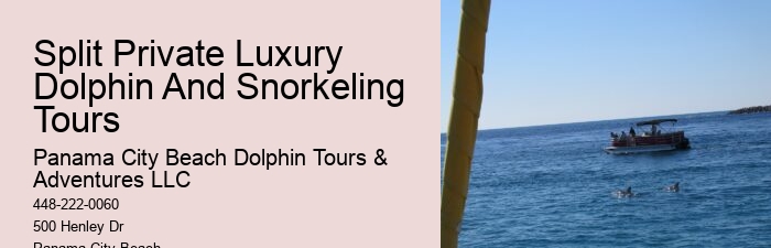 What Is The Best Time To See Dolphins From The Beach