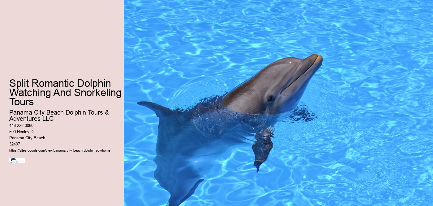 Split Romantic Dolphin Watching And Snorkeling Tours