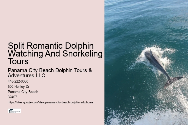 Personal Dolphin Watching with Snorkeling