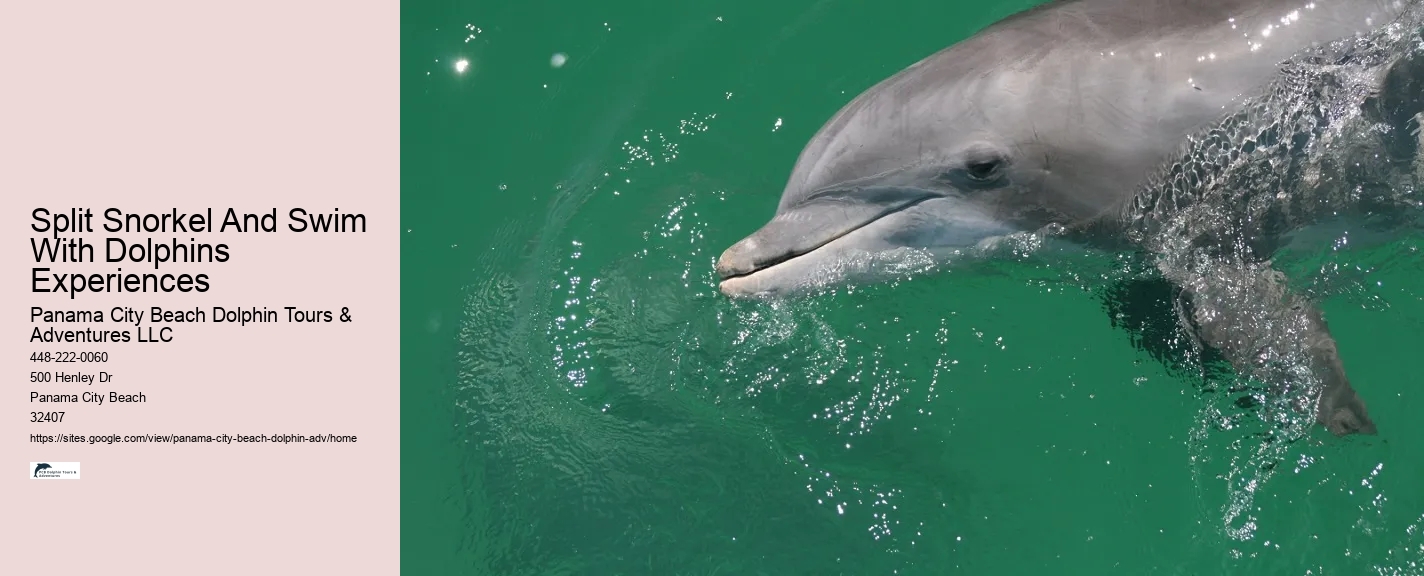 Split Snorkel And Swim With Dolphins Experiences