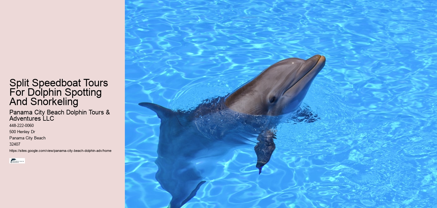 Split Speedboat Tours For Dolphin Spotting And Snorkeling