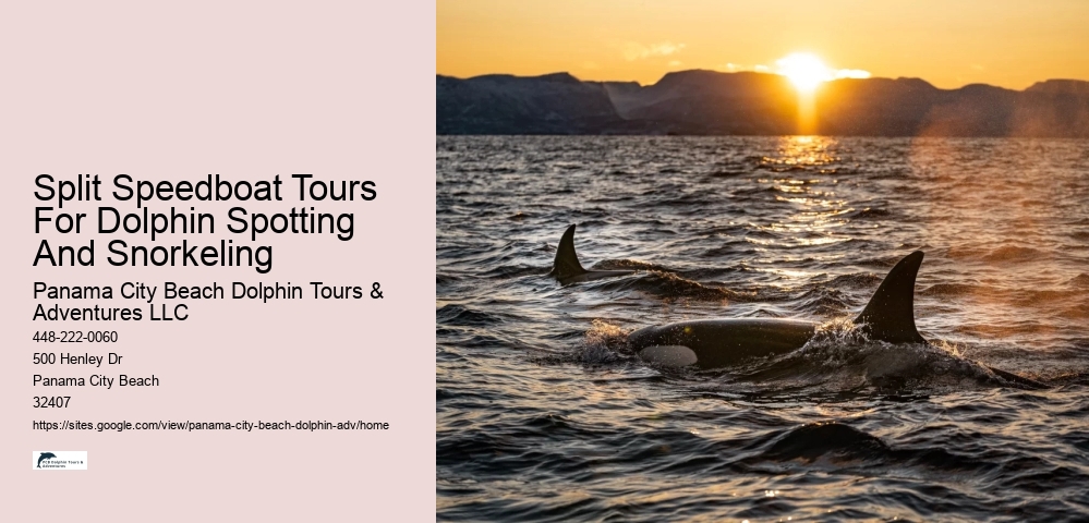 Snorkeling Safaris With Dolphin Watching In Split