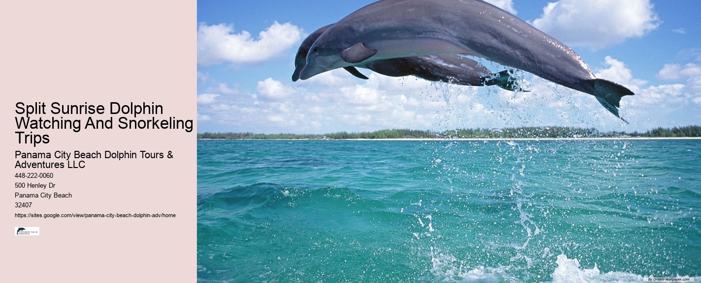 Split Boat Trips For Dolphin Watching And Snorkeling