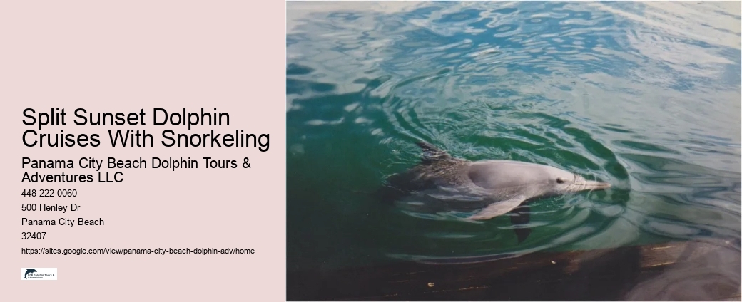 Split Vip Snorkeling And Dolphin Tours