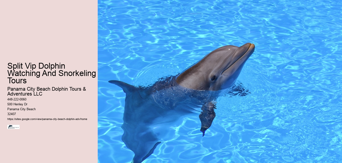 Split Vip Dolphin Watching And Snorkeling Tours