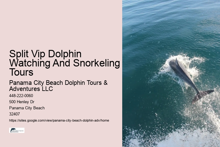 Secluded Dolphin Spotting with Snorkeling