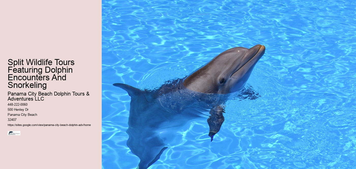 Split Wildlife Tours Featuring Dolphin Encounters And Snorkeling