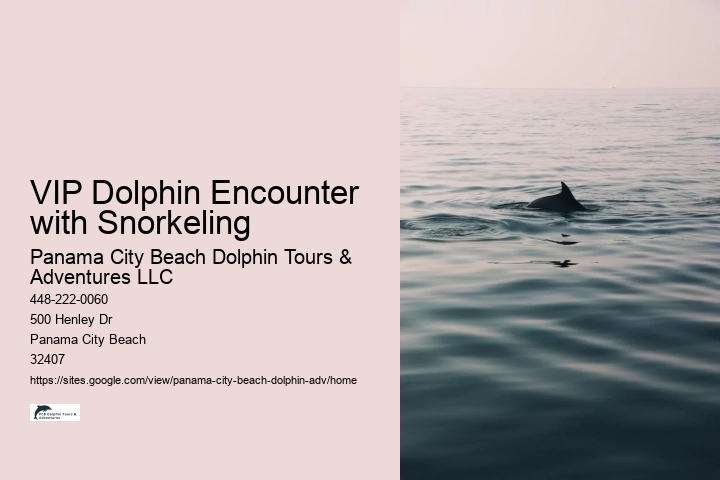 Elite Dolphin Adventure and Snorkeling