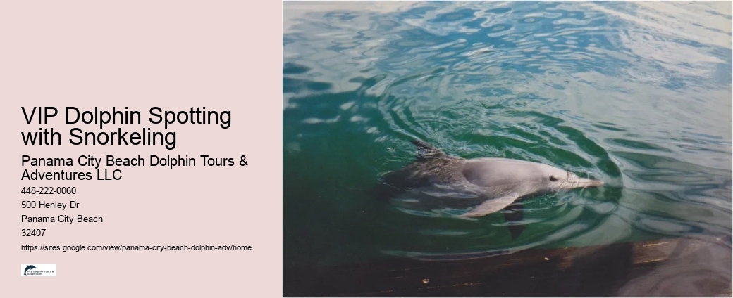 Are You Not Supposed To Touch Dolphins