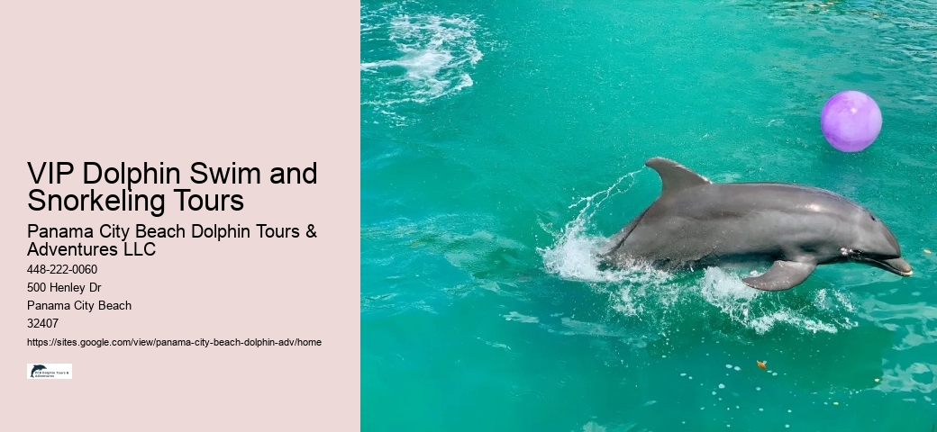 Custom Dolphin Swim and Snorkeling Trips