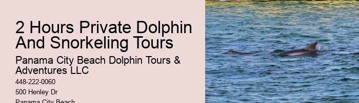 What Month Is Best For Dolphin Watching