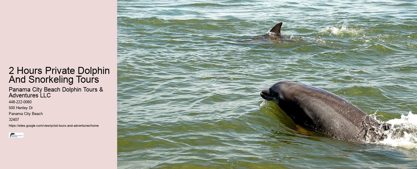 What Is A Female Dolphin Called
