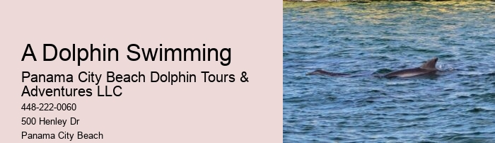 Premium Dolphin Spotting and Snorkeling Trips