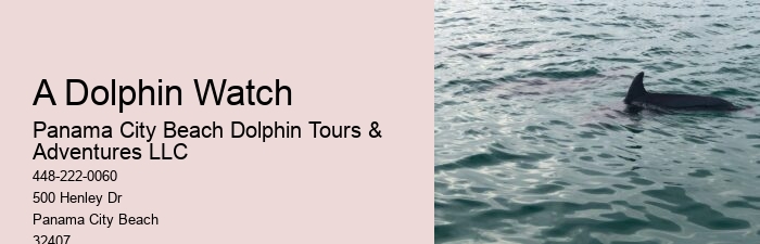 Panama City Beach Dolphin And Snorkel Tours