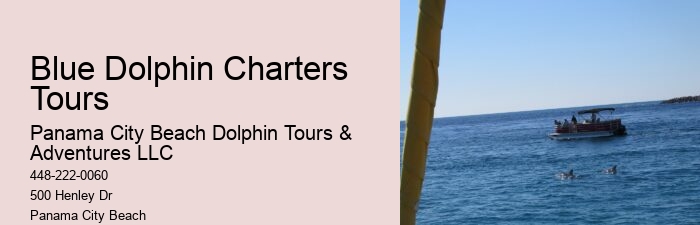 Split Small-group Guided Dolphin And Snorkeling Tours