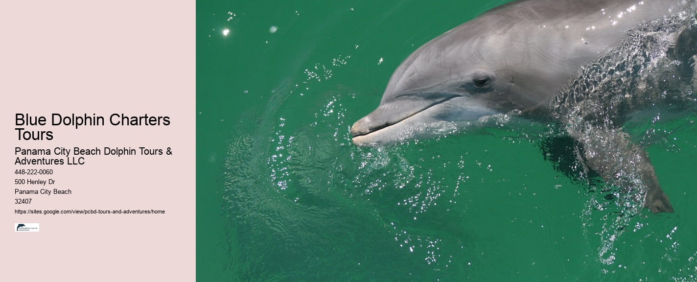 Panama City Beach dolphin watching excursions