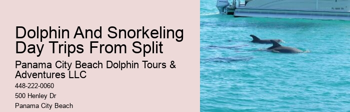 VIP Dolphin Swim and Snorkeling Tours