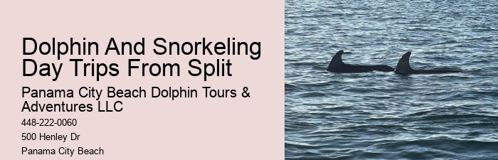 Dolphin Safaris PCB