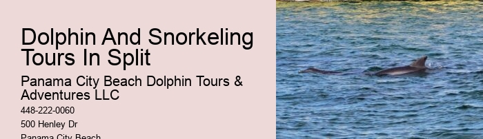 Luxury Dolphin Safari with Snorkeling