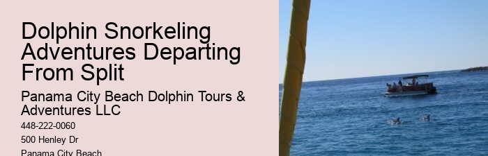 What should I bring with me on a dolphin tour in Panama City Beach