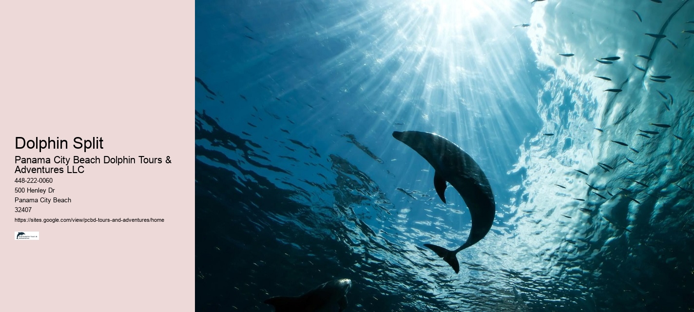Where Can You Swim With The Dolphins In Panama City