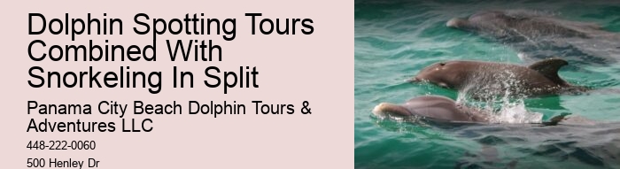 Dolphin Cruise And Snorkeling Adventure