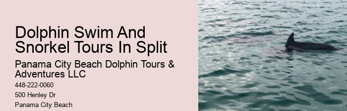 Panama City Beach dolphin discovery tours