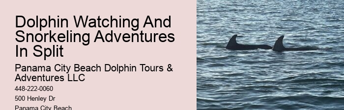 Dolphins Snorkeling Charter Split