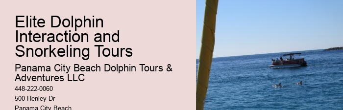 Premium Dolphin Encounter and Snorkeling Adventures