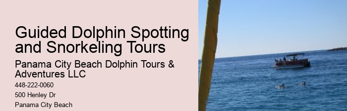 How many dolphins typically appear during a tour in Panama City Beach