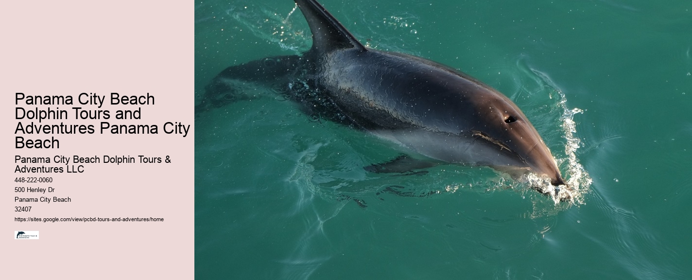Before Your Tour - Dolphin Encounter