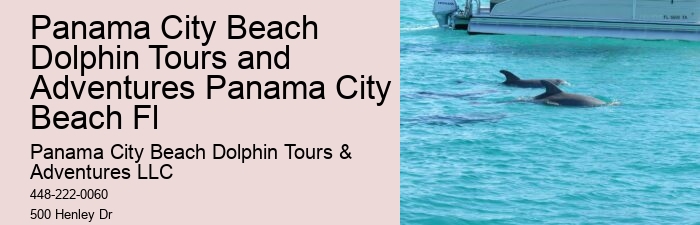 Dolphin exploration experiences in Panama City Beach