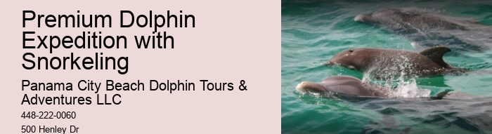 Elite Dolphin Interaction and Snorkeling Tours