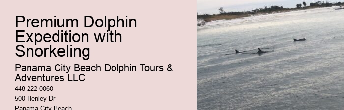 Split Charter Dolphin And Snorkeling Tours 2 Hours
