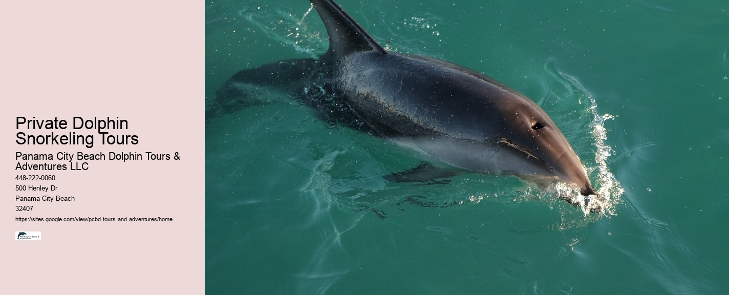 Split Underwater Photography Tours With Dolphin And Snorkeling