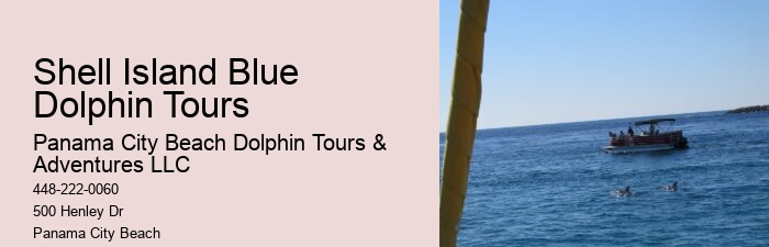 Exclusive Dolphin Discovery and Snorkeling Trips