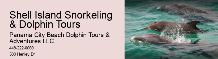 What Is The Best Time To See Dolphins In Panama City Beach