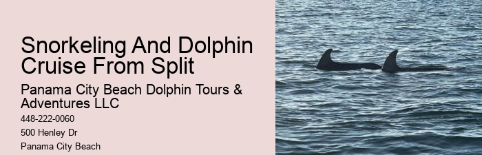 Dolphin Tours Destin