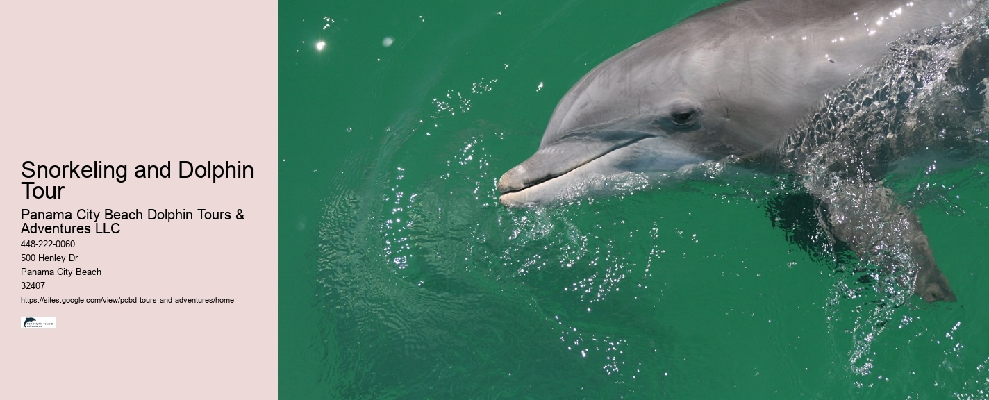 Can I bring my own food and drinks on the dolphin tour