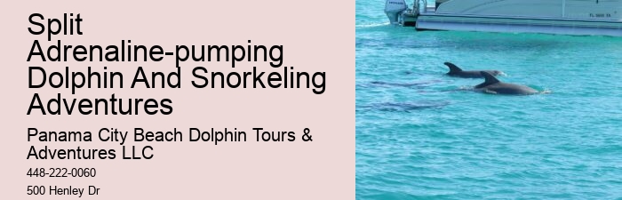 Dolphin Tours Queenstown