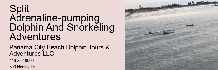 Secluded Dolphin Encounter and Snorkeling Experience