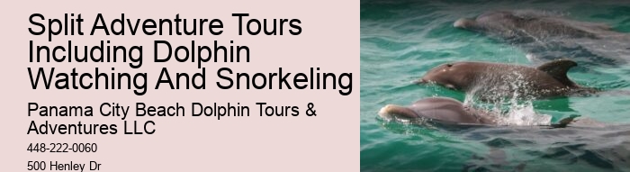 Dolphin And Snorkeling Tours In Split