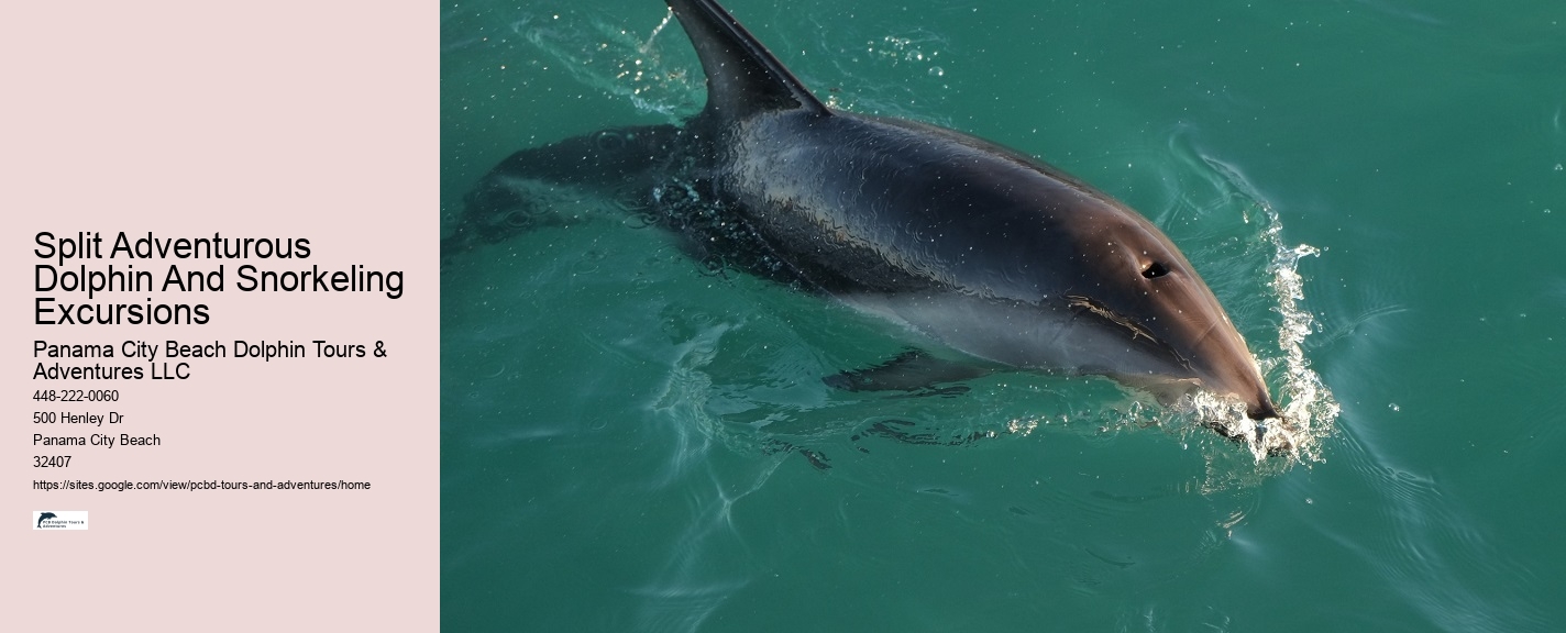 Charter Dolphin And Snorkeling Tours 2 Hours