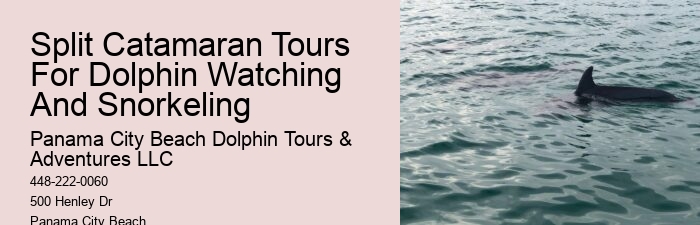 How To Interact With Wild Dolphins